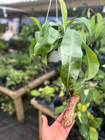 NEPHENTHES GAYA 5"