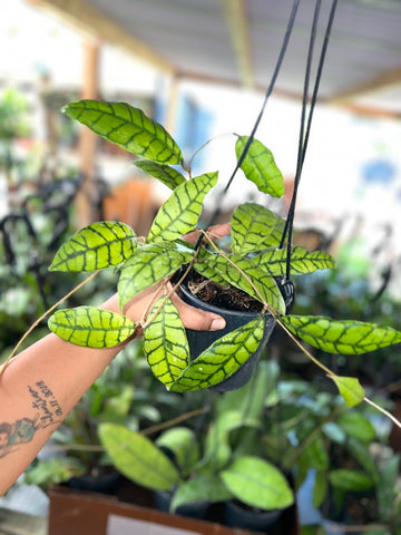 HOYA CALLISTOPHYLLA BLACK CAT (LONG LEAVES) 5"