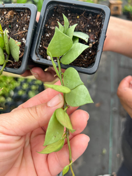 HOYA LACUNOSA FULL MOON 3"