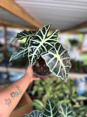 ALOCASIA POLLY 6"