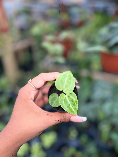 ANTHURIUM PTERODACTYL X CLARINERVIUM 2"