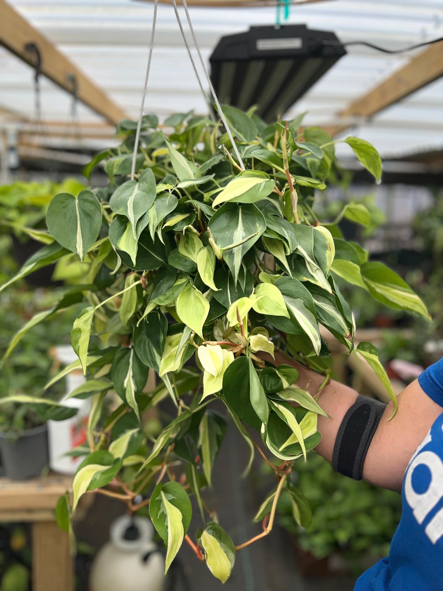 PHILODENDRON SILVER STRIPE 8"