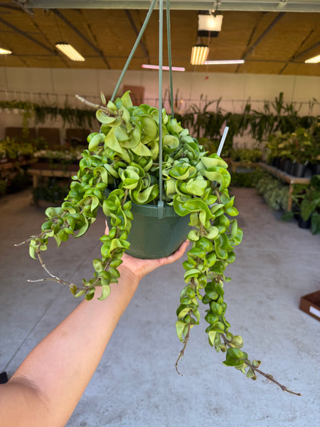 HOYA COMPACTA GREEN 8" GROWER CHOICES