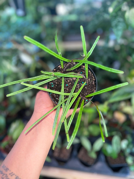 HOYA INSULARIS 4"