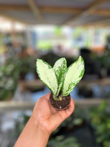HOYA AH 074 SILVER 2"