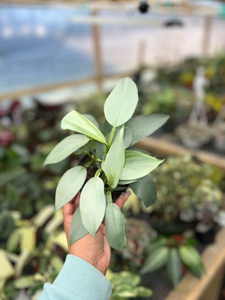 PHILODENDRON SILVER SWORD 4"