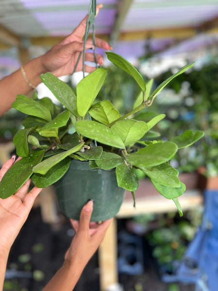 HOYA OVOBATA 8"