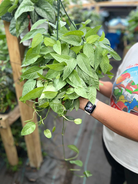 POTHOS CEBU BLUE 8"