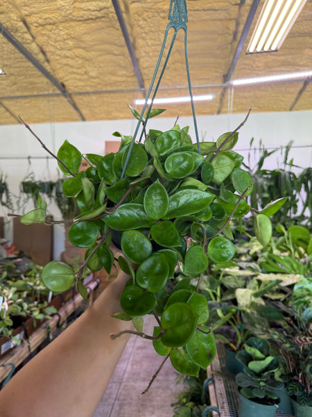 HOYA CHELSEA 8" GROWER CHOICES