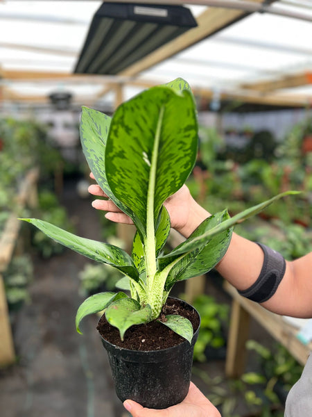 DIEFFENBACHIA CROCODILE 6"