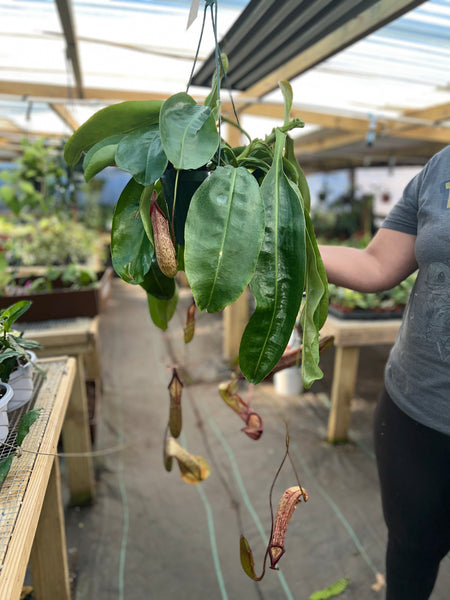 PITCHER PLANT NEPENTHES 8"