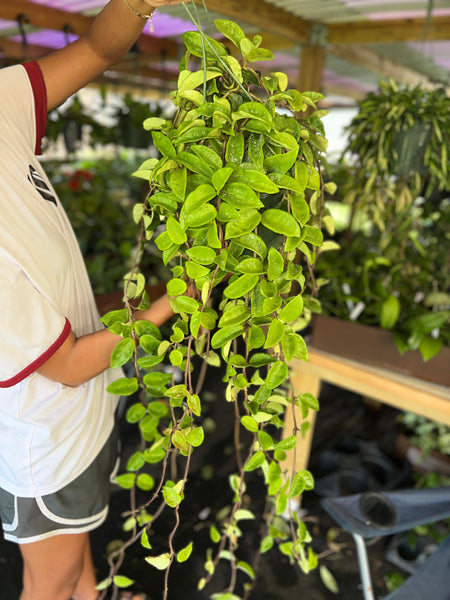 HOYA CARNOSA 8"