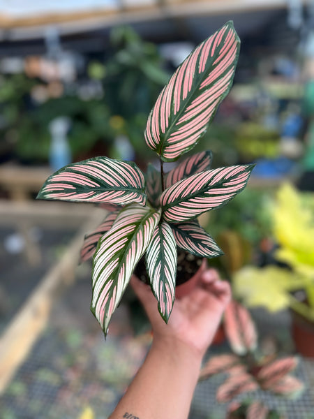 CALATHEA WHITE STAR 4"