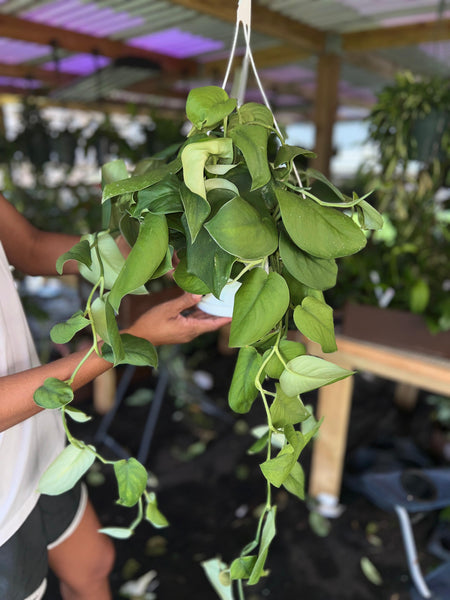 SCINDAPSUS JADE SATIN 8"