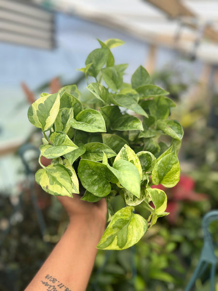 POTHOS LEMON MERENGUE 6"