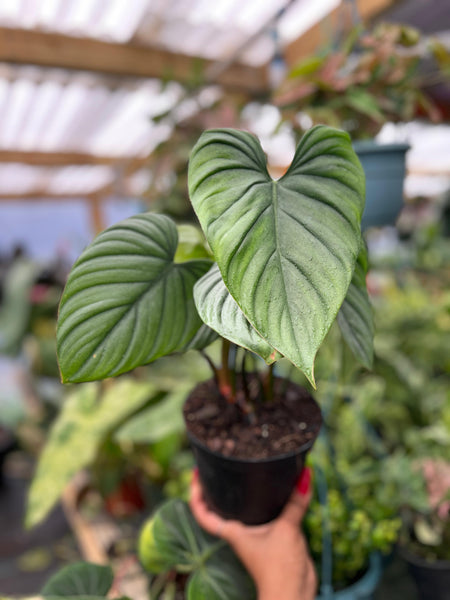 PHILODENDRON SP COLOMBIA 6"