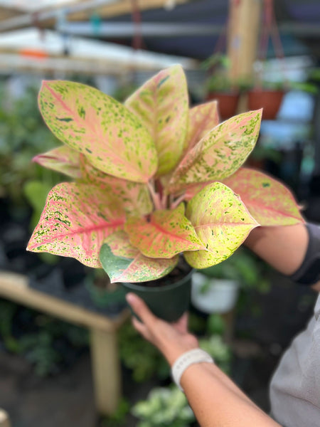 AGLAONEMA BIG ROY 6"