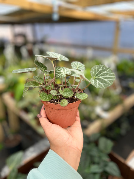 SAXIFRAGA STOLONIFERA 4"