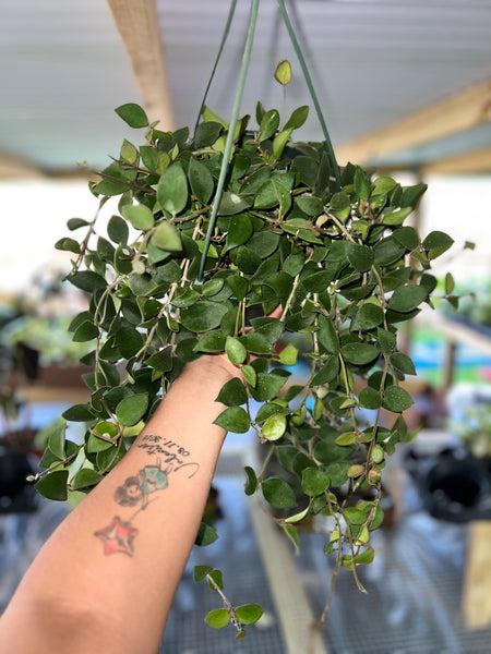 HOYA NUMMULARIOIDES 8"