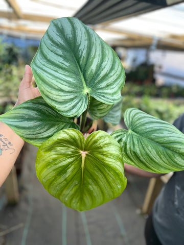 PHILODENDRON PASTAZANUM SILVER 6"