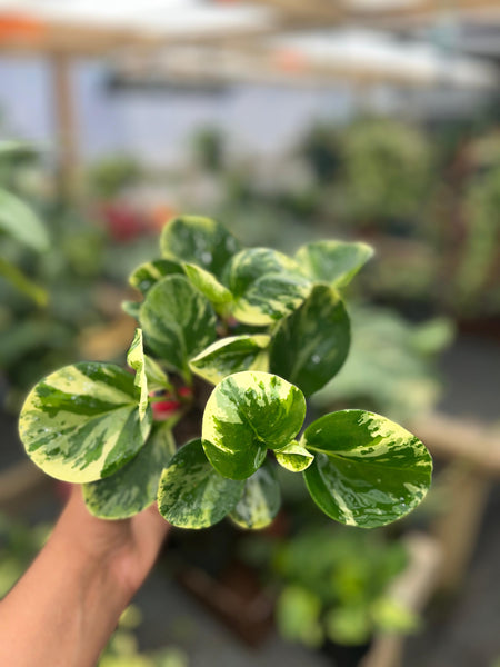 PEPEROMIA OBTUSIFOLIA MARBLE VARIGATED 4"