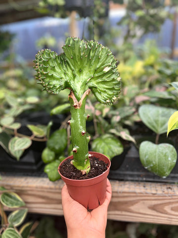 EUPHORBIA LÁCTEA CRESTED 'MERMAID TAIL' GREEN 4"