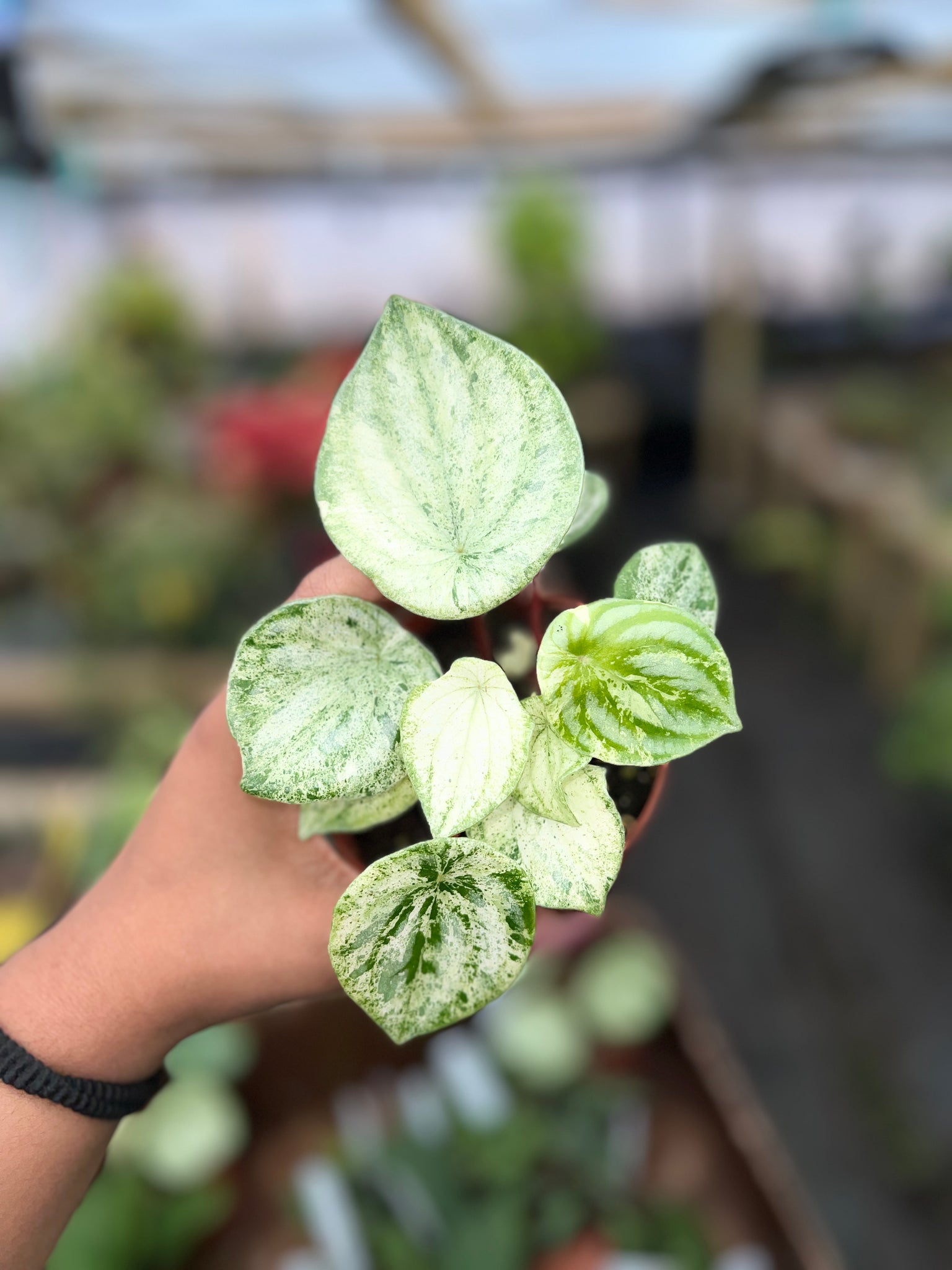 PEPEROMIA WATERMELON 4"