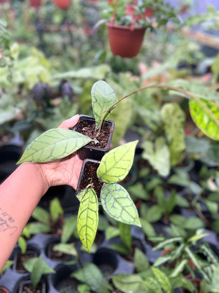 HOYA CALLISTOPHYLLA BLACK MARGIN 3"