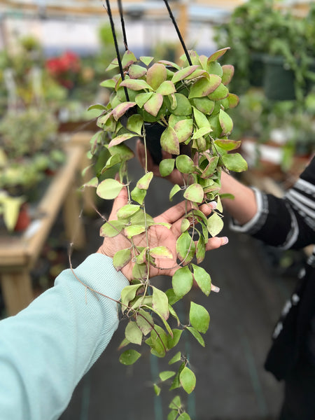 HOYA BILOBATA 5"