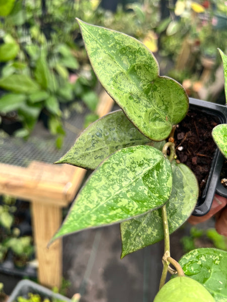 HOYA PARASITICA BLACK MARGIN SILVER SPLASH 3"