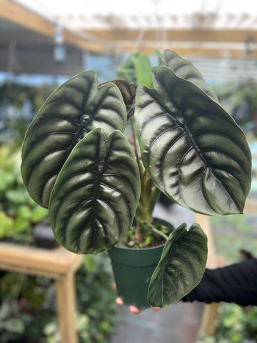 ALOCASIA CUPREA 6"