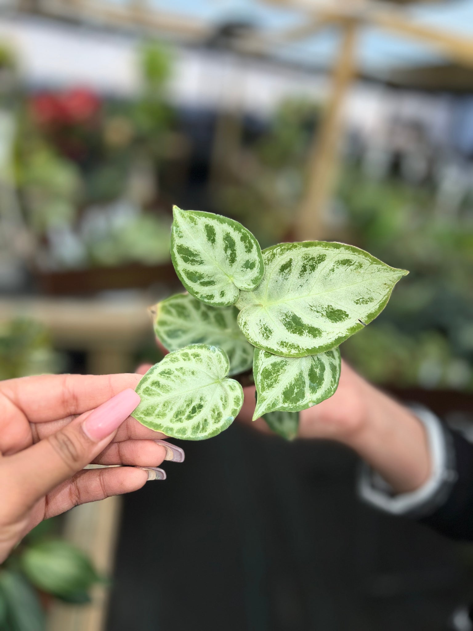 ANTHURIUM SILVER BLUSH 2"