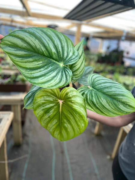 PHILODENDRON PASTAZANUM SILVER 6"