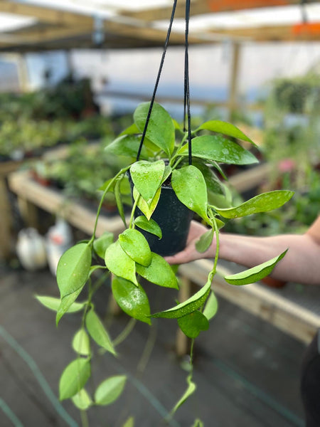 HOYA GIGANTAENSIS 5"