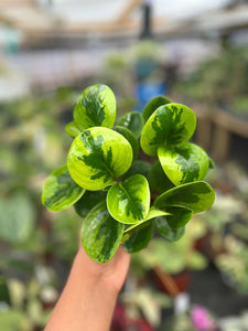 PEPEROMIA OBTUSIFOLIA LEMON 4"