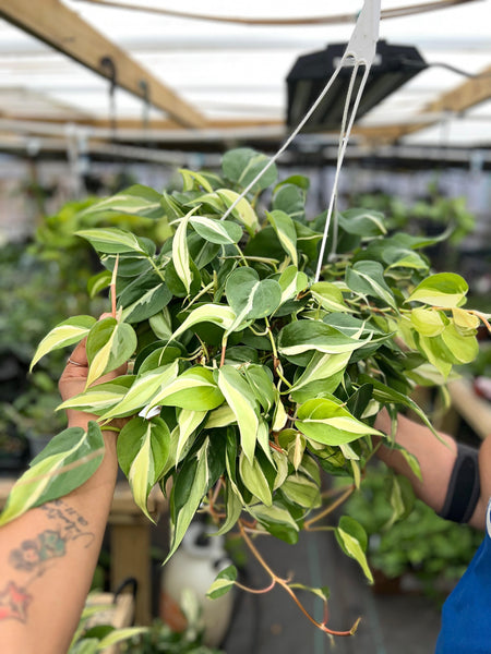 PHILODENDRON SILVER STRIPE 8"