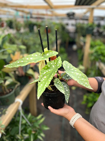 BEGONIA MACULATA 6"