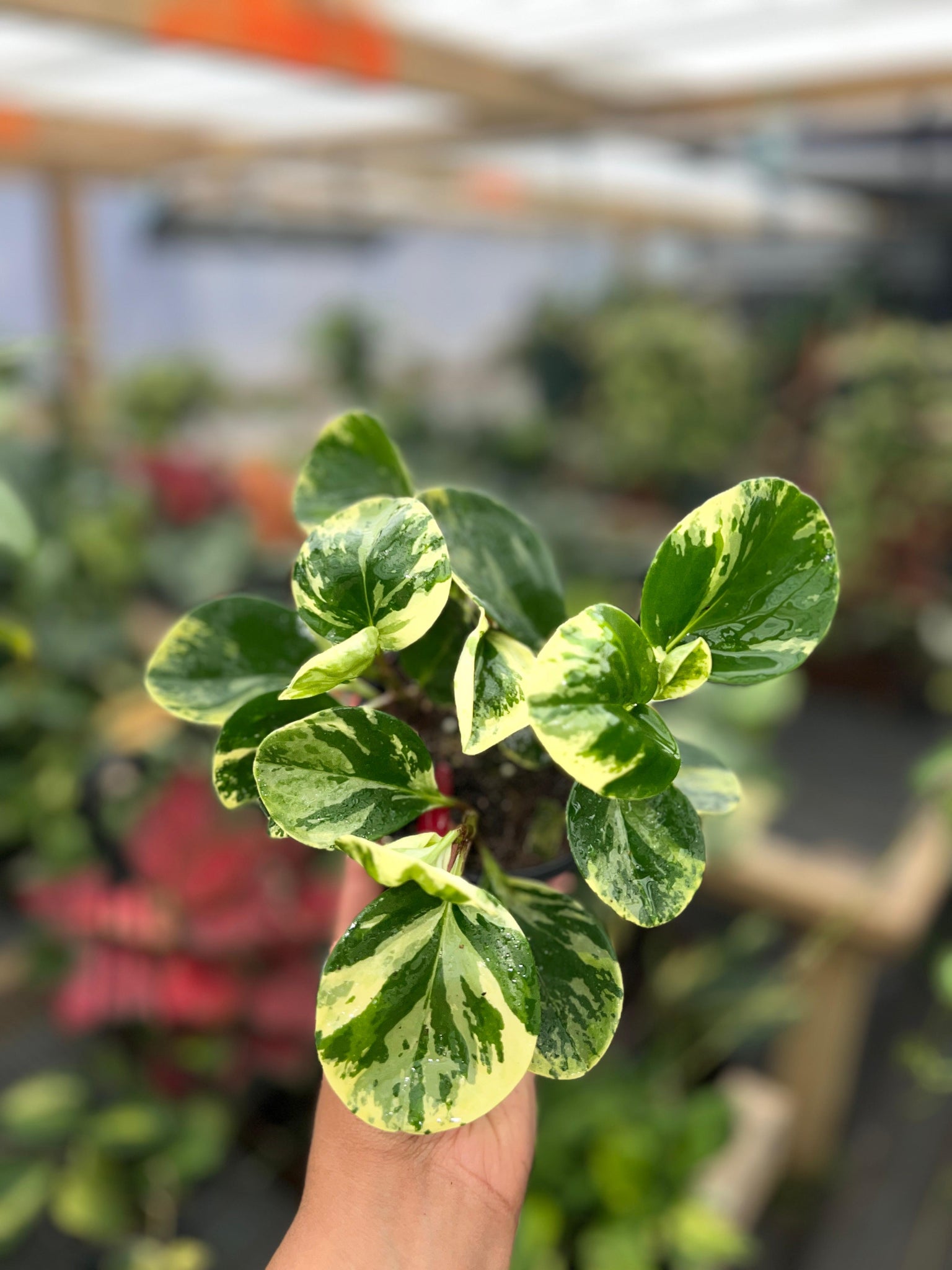 PEPEROMIA OBTUSIFOLIA MARBLE VARIGATED 4"