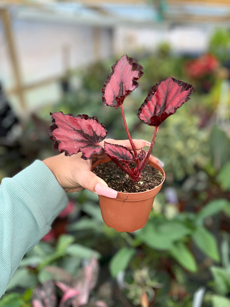 BEGONIA RED ROBIN 4"