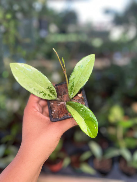 HOYA AH 074 silver 3"