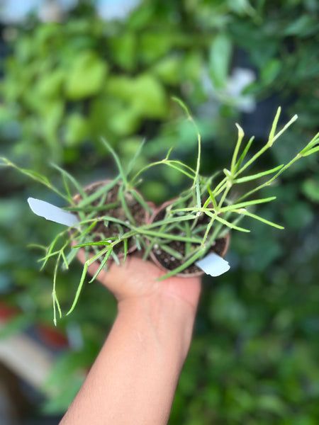 HOYA LINEARIS 2.5"