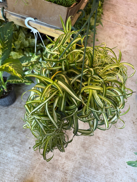 SPIDER BONNIE (Chlorophytum comosum 'Bonnie') 8" GROWER CHOICES