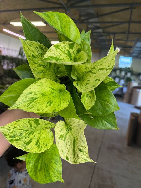 POTHOS JESSENIA BRIGHT 5.5" GROWER CHOICES