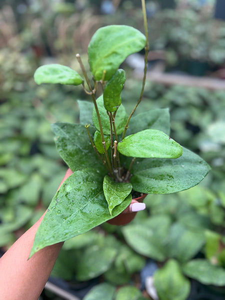 HOYA GLABRA 4"