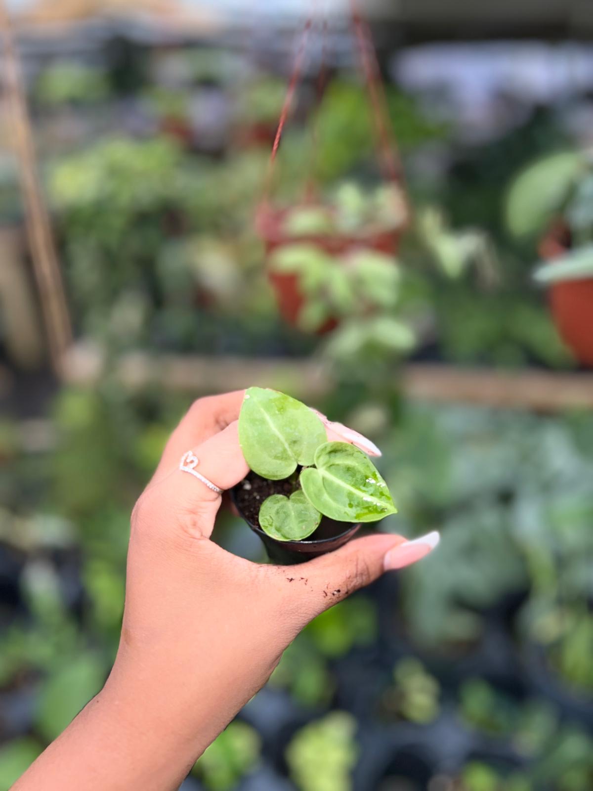 ANTHURIUM PTERODACTYL X CLARINERVIUM 2"