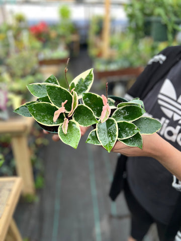 HOYA CARNOSA PURPLE PRIDE 4"