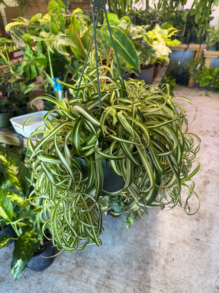 SPIDER BONNIE (Chlorophytum comosum 'Bonnie') 8" GROWER CHOICES