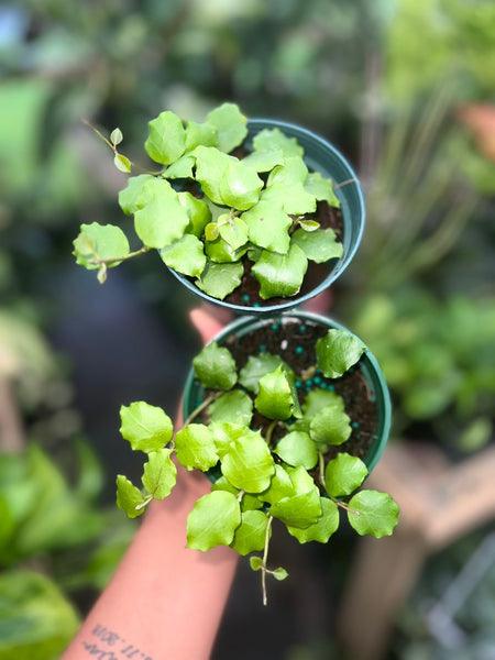 HOYA ENDAUENSIS 4"