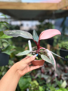 PHILODENDRON PINK PRINCESS MARBLE 4"