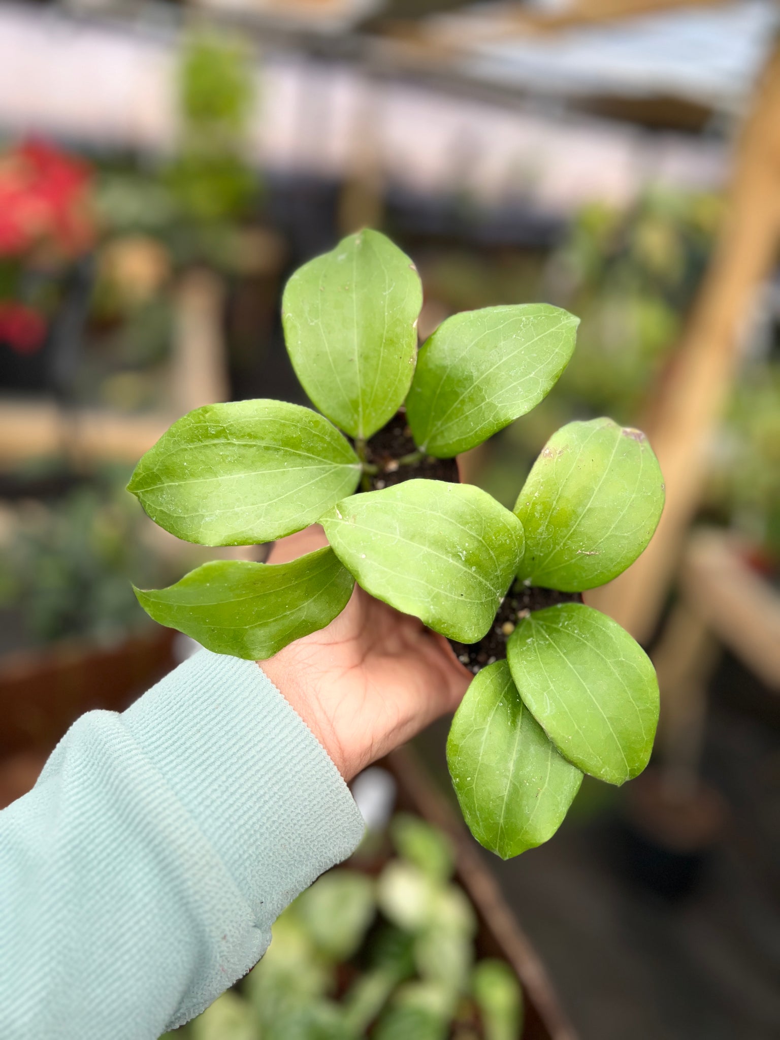 HOYA QUINQUINERVIA 2"